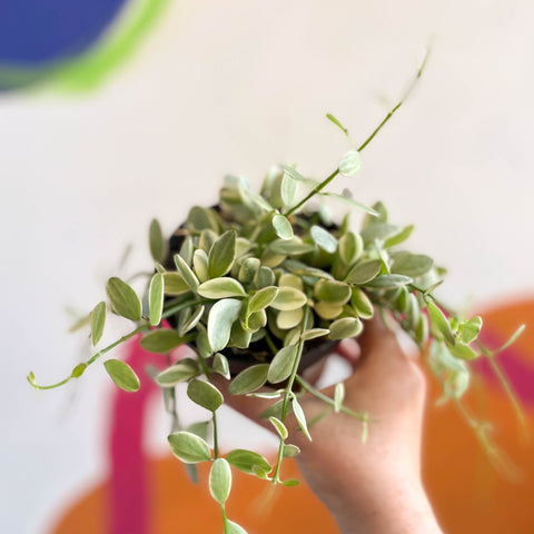 Dischidia oiantha 'White Diamond' - Sprouts of Bristol