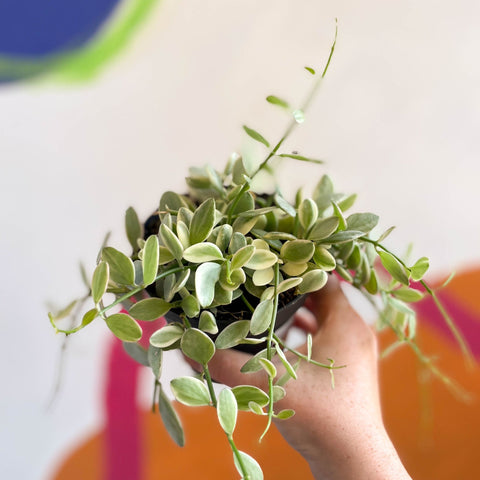 Dischidia oiantha 'White Diamond' - Sprouts of Bristol