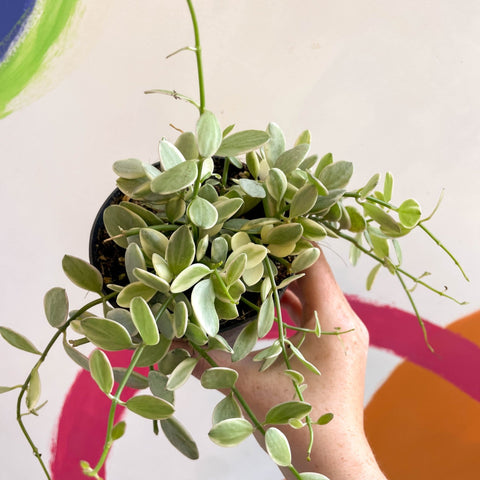 Dischidia oiantha 'White Diamond' - Sprouts of Bristol