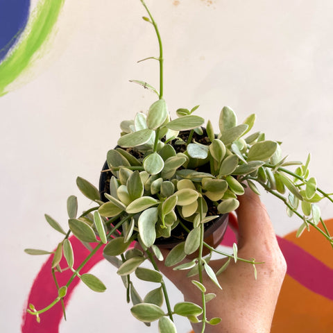 Dischidia oiantha 'White Diamond' - Sprouts of Bristol