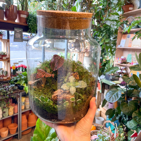 terrarium plant kit uk Build Your Own Terrarium Kit – Midi Chela – Sprouts of Bristol