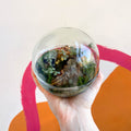 DIY Terrarium Kit - Telise [Make Your Own Terrarium] Plastic Free Packaging! - Sprouts of Bristol