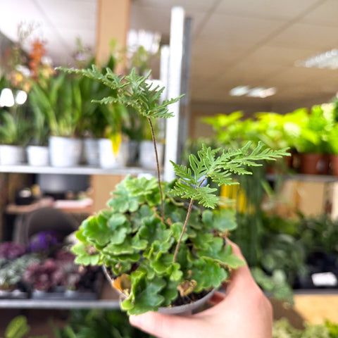Doryopteris pilosa ‘Gemmifera’ - Antenna Fern - Sprouts of Bristol