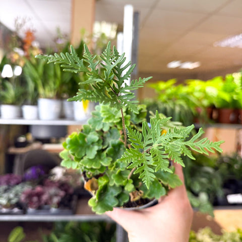 Doryopteris pilosa ‘Gemmifera’ - Antenna Fern - Sprouts of Bristol
