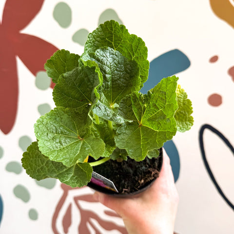 Double Hollyhock - Alcea rosea 'Chater's Double Rose Pink' - British Grown Herbaceous Perennial - Sprouts of Bristol