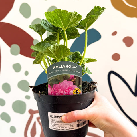 Double Hollyhock - Alcea rosea 'Chater's Double Rose Pink' - British Grown Herbaceous Perennial - Sprouts of Bristol