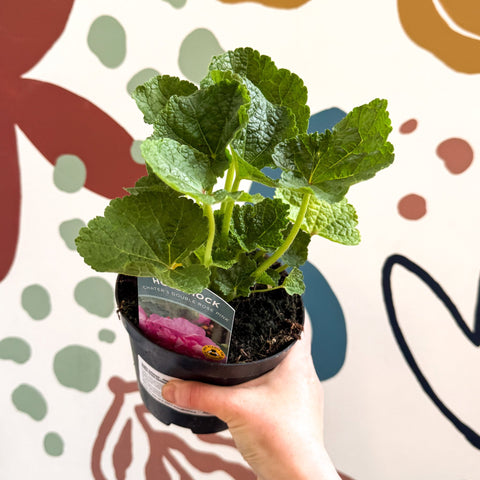Double Hollyhock - Alcea rosea 'Chater's Double Rose Pink' - British Grown Herbaceous Perennial - Sprouts of Bristol