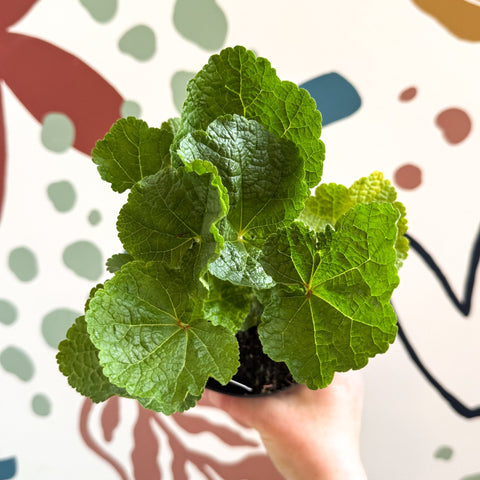 Double Hollyhock - Alcea rosea 'Chater's Double Rose Pink' - British Grown Herbaceous Perennial - Sprouts of Bristol