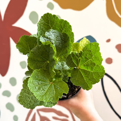 Double Hollyhock - Alcea rosea 'Chater's Double Rose Pink' - British Grown Herbaceous Perennial - Sprouts of Bristol
