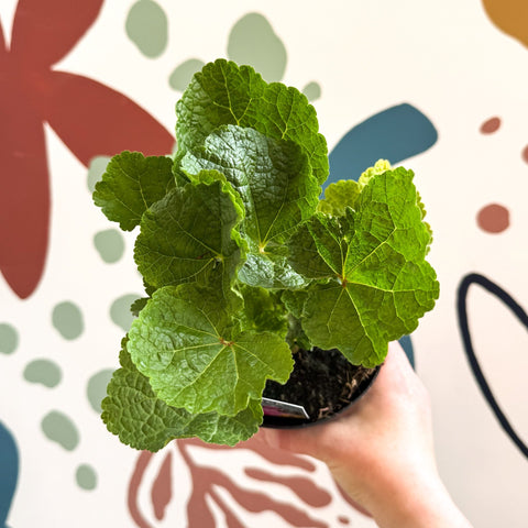 Double Hollyhock - Alcea rosea 'Chater's Double Rose Pink' - British Grown Herbaceous Perennial - Sprouts of Bristol