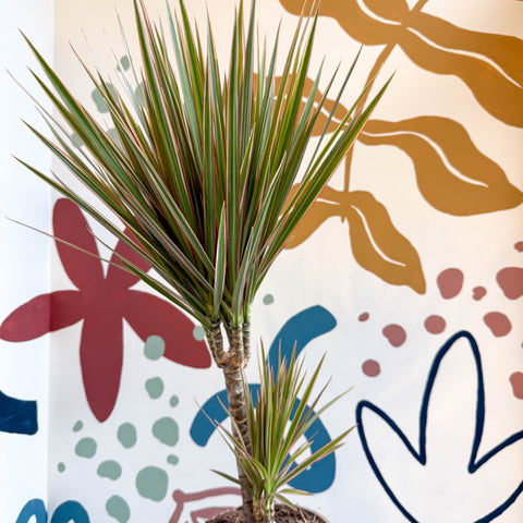 dracaena uk Dracaena marginata 'Bicolor'