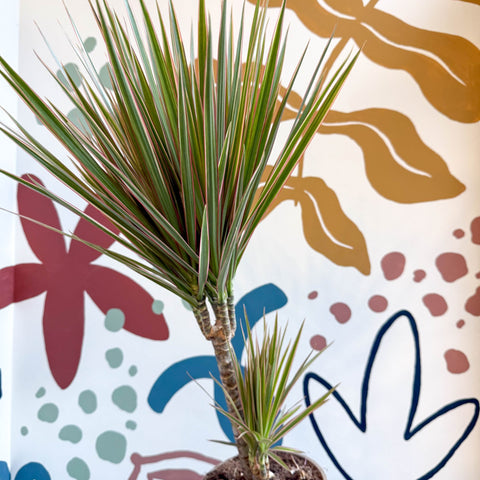 bicolor dracaena Dracaena marginata 'Bicolor'