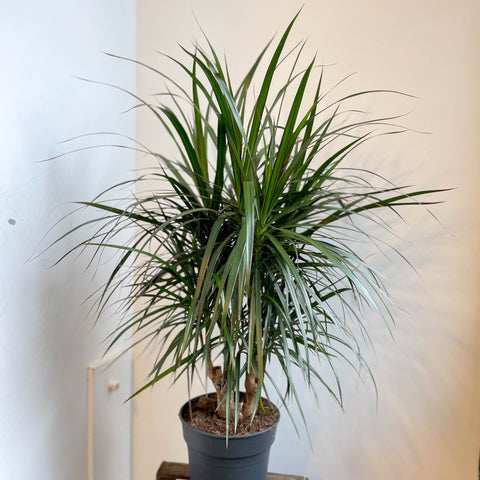 dracaena marginata care rhs Dracaena marginata