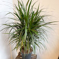 Dracaena marginata - Dragon Tree - Sprouts of Bristol