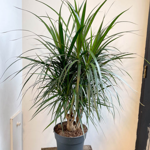 Dracaena marginata - Dragon Tree - Sprouts of Bristol