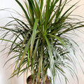 Dracaena marginata - Dragon Tree - Sprouts of Bristol