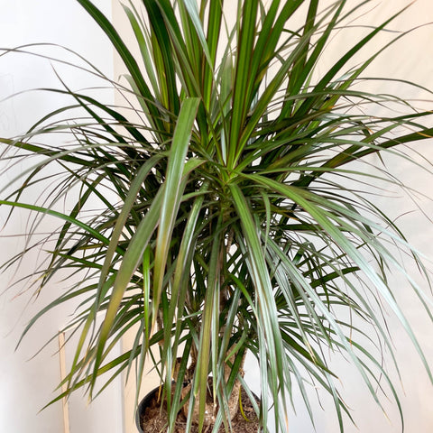 Dracaena marginata - Dragon Tree - Sprouts of Bristol