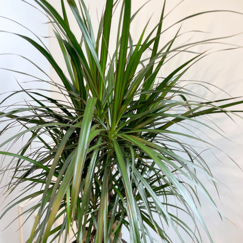 Dracaena marginata - Dragon Tree - Sprouts of Bristol