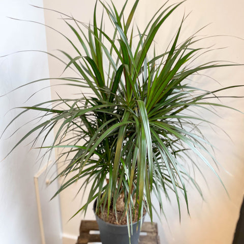 Dracaena marginata - Dragon Tree - Sprouts of Bristol