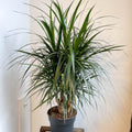 Dracaena marginata - Dragon Tree - Sprouts of Bristol