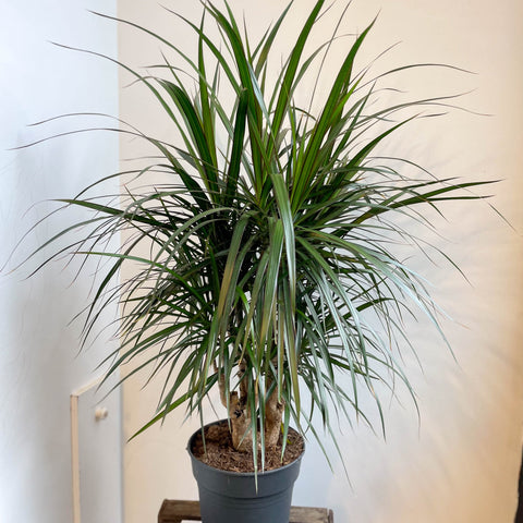 Dracaena marginata - Dragon Tree - Sprouts of Bristol