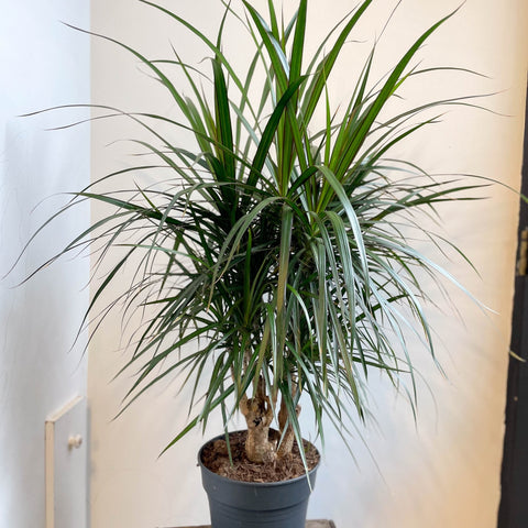 Dracaena marginata - Dragon Tree - Sprouts of Bristol