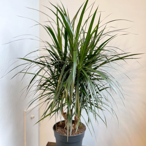 Dracaena marginata - Dragon Tree - Sprouts of Bristol