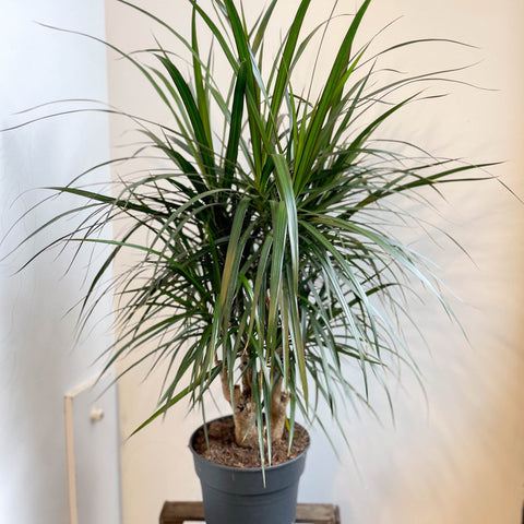 Dracaena marginata - Dragon Tree - Sprouts of Bristol