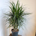 Dracaena marginata - Dragon Tree - Sprouts of Bristol