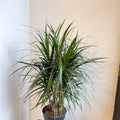 Dracaena marginata - Dragon Tree - Sprouts of Bristol