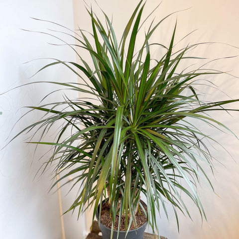 Dracaena marginata - Dragon Tree - Sprouts of Bristol