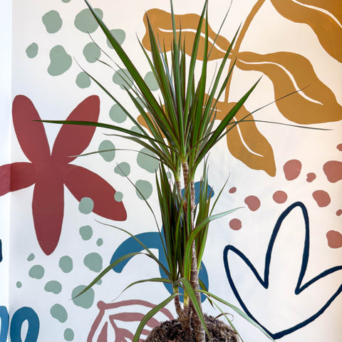 red edge dracaena plant Dracaena marginata 'Red Edge'