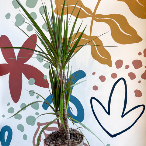 red edged dracaena buy Dracaena marginata 'Red Edge'