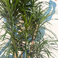 Dracaena reflexa ‘Anita’ – Dragon Tree - Sprouts of Bristol