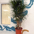 Dracaena reflexa ‘Anita’ – Dragon Tree - Sprouts of Bristol