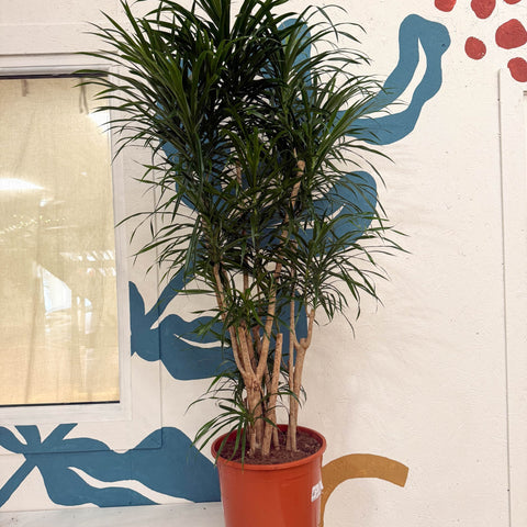 Dracaena reflexa ‘Anita’ – Dragon Tree - Sprouts of Bristol