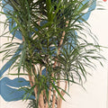 Dracaena reflexa ‘Anita’ – Dragon Tree - Sprouts of Bristol