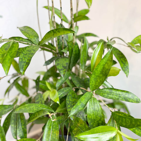 Dracaena surculosa - Gold Dust Plant - Sprouts of Bristol