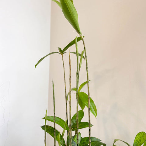 Dracaena surculosa - Gold Dust Plant - Sprouts of Bristol