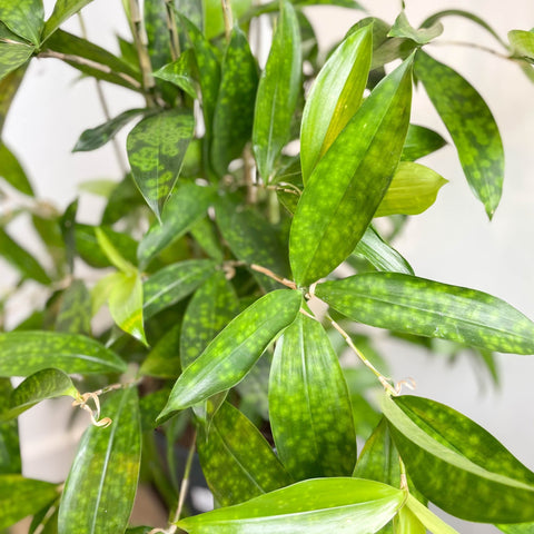 Dracaena surculosa - Gold Dust Plant - Sprouts of Bristol