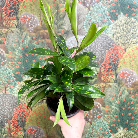 gold dust dracaena flower Dracaena surculosa