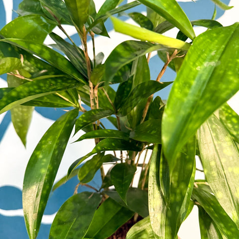 Dracaena surculosa - Gold Dust Plant - Sprouts of Bristol