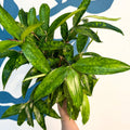 Dracaena surculosa - Gold Dust Plant - Sprouts of Bristol