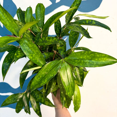 Dracaena surculosa - Gold Dust Plant - Sprouts of Bristol