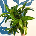 Dracaena surculosa - Gold Dust Plant - Sprouts of Bristol