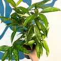 Dracaena surculosa - Gold Dust Plant - Sprouts of Bristol