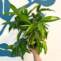 Dracaena surculosa - Gold Dust Plant - Sprouts of Bristol