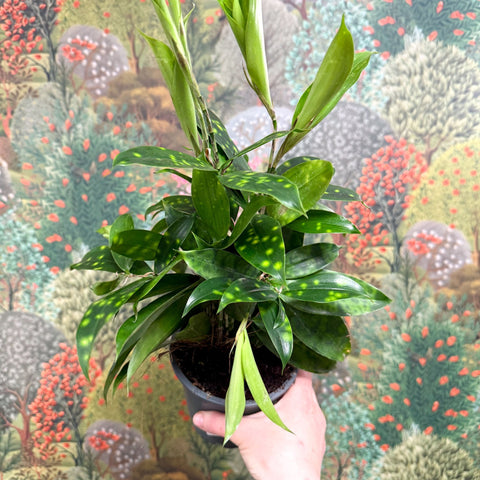 dracaena surculosa gold dust Dracaena surculosa