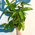 Dracaena surculosa - Gold Dust Plant - Sprouts of Bristol