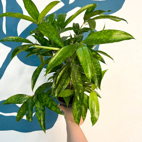 Dracaena surculosa - Gold Dust Plant - Sprouts of Bristol